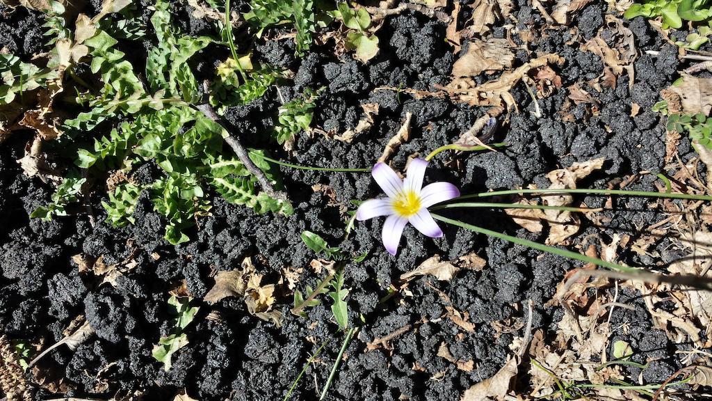 ניקולוסי Etna Holiday Home חדר תמונה